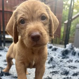 Male puppy 2 - Golden rust male Wirehaired Vizsla puppy in Falmouth, Kentucky from Compass Wirehaired Vizslas
