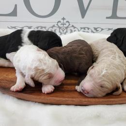 Goldendoodle Puppies from Auburn Hills Doodles & Poodles