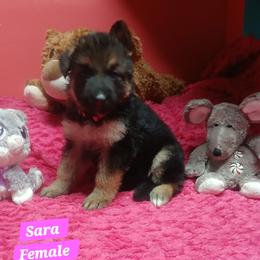 Sarah Pink Collar - Black and red female German Shepherd puppy in Bedias, Texas from TiPi S Ranch's German Shepherds