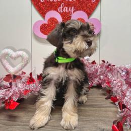 Andros - Liver male Miniature Schnauzer puppy in Huntington, Utah from Schnauzers on Robinson Lane