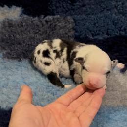 Boy 4 - Blue merle male Miniature American Shepherd puppy in Kamuela On The Big Island, Hawaii from Royal Hawaiian Aussies LLC