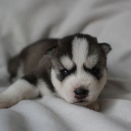 Rainer - Black and white male Siberian Husky puppy in Wiscasset, Maine from Running with Huskies