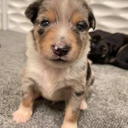 Miniature Australian Shepherds from Furrever.Mini.Aussies.llc