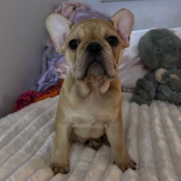 White female - Fawn female French Bulldog puppy in Nevis, Minnesota from Faithful Acres French Bulldogs