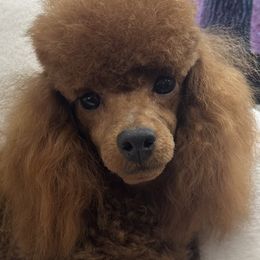 Simon - Red  male Poodle puppy in Hardinsburg, Indiana from KC Recherche'