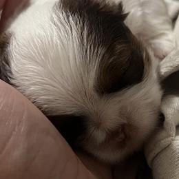 Shih Tzu Puppies from Tarklin Valley Farm