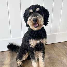 Gunnar - Bernedoodle