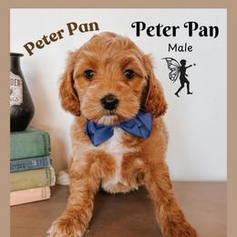 Peter pan - Red  male Goldendoodle puppy in Hilton, New York from The House of Goldendoodle