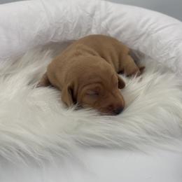 Bao Bun - Red male Dachshund puppy in Brownsville, California from Pine & Pasture Dachshunds