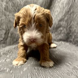 Australian Labradoodle Puppies from Cali Dream Doodles