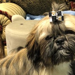 Christian - Black gold and white Shih Tzu puppy in Houston, Texas from G&G Shih Tzu World