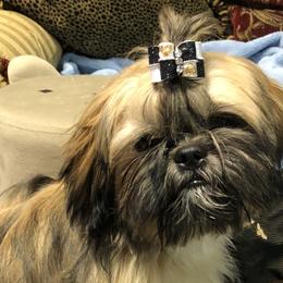Christian - Black gold and white Shih Tzu puppy in Houston, Texas from G&G Shih Tzu World