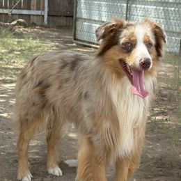 Nugget - Australian Shepherd