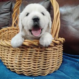 Biscuit - Light golden male Golden Retriever puppy in Colville, Washington from Rosehaven Homestead