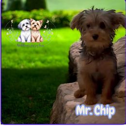 Chip - Black and tan male Yorkshire Terrier puppy in Ocala, Florida from Yorkie  And Shih Tzu Love