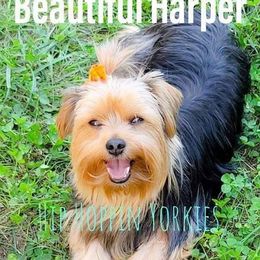 Harper - Yorkshire Terrier