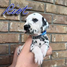Riot - HUA - White and black male Dalmatian puppy in Mount Vernon, Missouri from Spots & Spirals