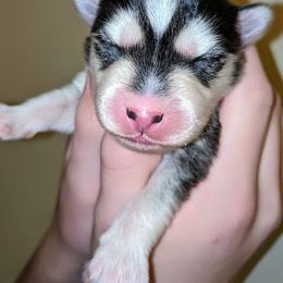 Pomsky Puppies from KP Pomskies LLC