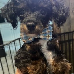 Bernedoodle, Cavapoo, Goldendoodle, and Poodle Puppies from Christine Greenberg