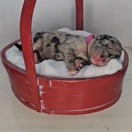 Esther - Merle female Saint Berdoodle puppy in Battle Ground, Washington from Mad Hatter Farms Saint Berdoodles