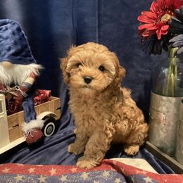 Talulah - Red female Cockapoo puppy in Morgan Hill, California from Martin's Cockapoos
