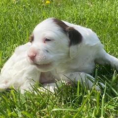 English Setter Puppies from English Setter Farms