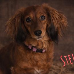 Stella - Dachshund