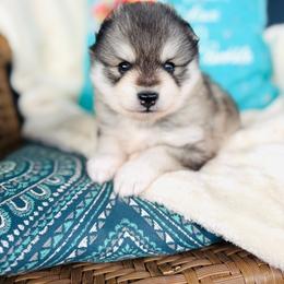 Mickey - Silver and white male Pomsky puppy in Yavapai County, Arizona from Pawsh Pomskies