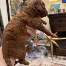 Boy 2 - Red  male Goldendoodle puppy in Meridian, Mississippi from Magnolia Poodles and Doodles