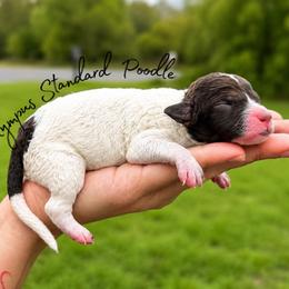 Hyacinth Bridgerton - Parti female Poodle puppy in Spring Hills, Florida from The Olympus Standard Poodle