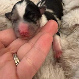BLUEY - female Sporty Mix puppy in Livonia, Michigan from M7’s Shelties, Toonies & AussieDoodles