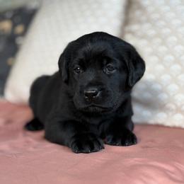 River - Black female Labrador Retriever puppy in Rocky Top, Tennessee from Rocky Top Retrievers