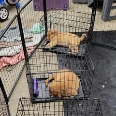 Nova Scotia Duck Tolling Retriever Puppies from Mystic Tollers