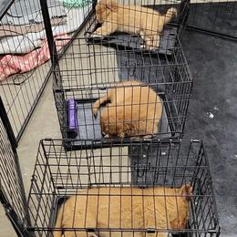 Nova Scotia Duck Tolling Retriever Puppies from Mystic Tollers