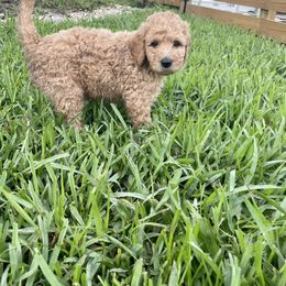 Goldendoodle Puppies from The Miller's Goldendoodles