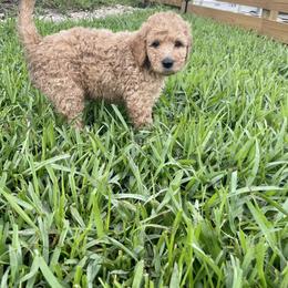 Goldendoodle Puppies from The Miller's Goldendoodles