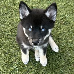 Fang Mini - Black and white male Pomsky puppy in Pasco County, Florida from Pomsky Hills