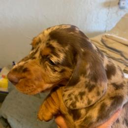 Dachshunds from Stendachs