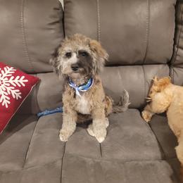 Cavapoo and Poodle Puppies from Huck's Adventures