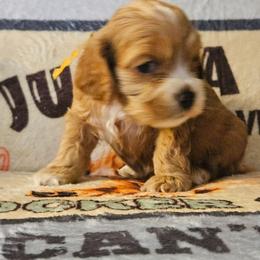 Chilli - Red female Cocker Spaniel puppy in Bonneville County, Idaho from Dream Catcher Cockers