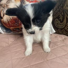 Puppy  puppy 1 - White and black male Papillon puppy in Derry, New Hampshire from A Circle Of Love Papillons