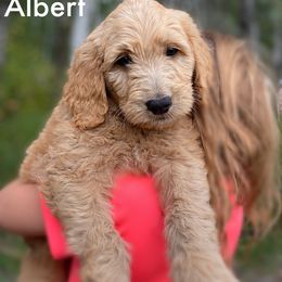 Albert - Goldendoodle puppy in Lancaster, Minnesota from North Star Dog Training