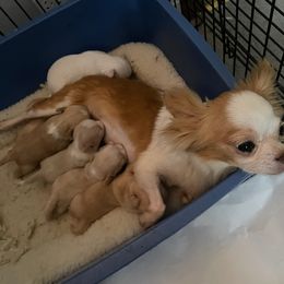 Chihuahua Puppies from Misty Morn Chihuahuas