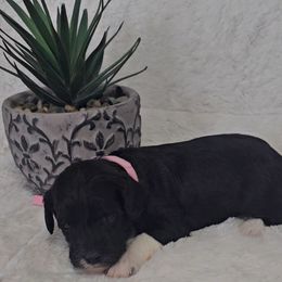 Aussiedoodle Puppies from B's Aussiedoodles