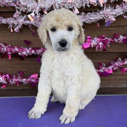 Henry - White male Poodle puppy in Roseville, California from Aura & Luxe Poodles