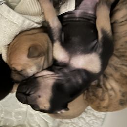 Effie - Available - Black and tan female Vietnamese Phu Quoc Ridgeback puppy in White Stone, Virginia from TSUNAMI  PHU QUOC VIETNAMESE RIDGEBACK