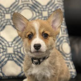 Poppy - Red female Pembroke Welsh Corgi puppy in Urbana, Ohio from Edgewood Farm and Kennel
