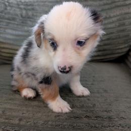 Peaches - Blue merle female Miniature American Shepherd puppy in Keizer, Oregon from CG Mini Shepherds