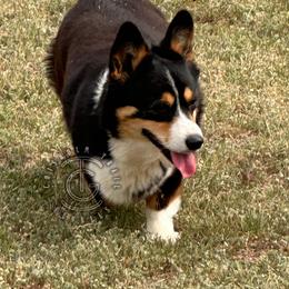 Velvet - Black and tan female Pembroke Welsh Corgi puppy in Hico, Texas from Chisholm Trail Kennels
