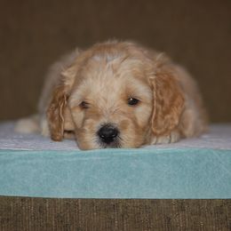 Double Doodle, Goldendoodle, and Poodle Puppies from Top of the Hill Doodles